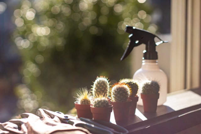 大事な観葉植物にアリがいる すぐに退治出来る方法と対策とは 家は宝箱